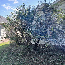 Tree-trimming-Pressure-Washing-Leaf-Blowing-in-Myrtle-Beach-SC 3
